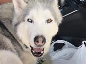 Open Post: Hosted Husky Claiming Iron Throne
