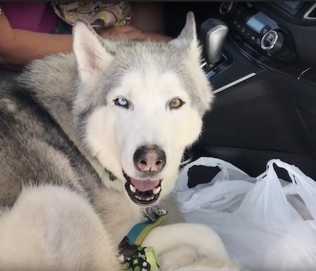 Open Post: Hosted By The Emo Husky Claiming The Iron Throne