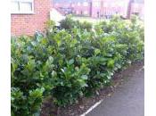 Slow Growing Hedges