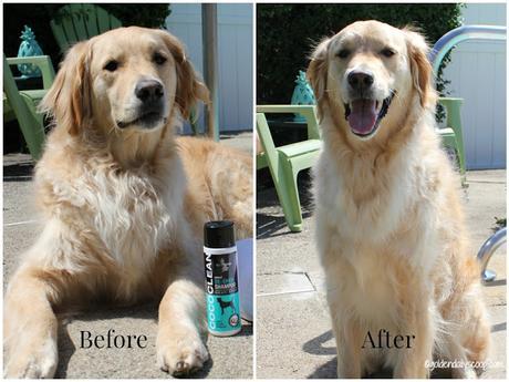 before and after of golden retriever grooming