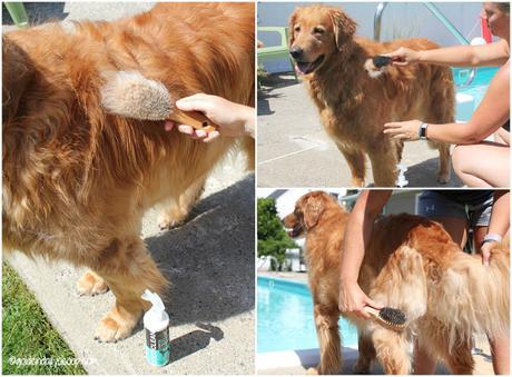 golden retriever getting brushed