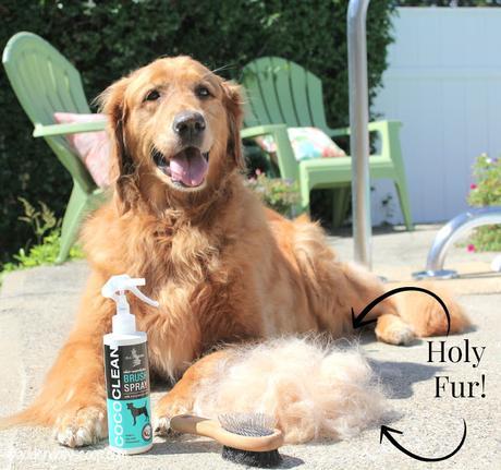 after photo of golden retriever getting brushed