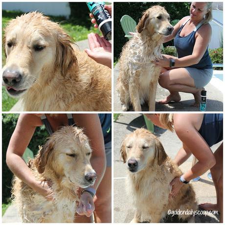 dog owner giving golden retriever a bath outside