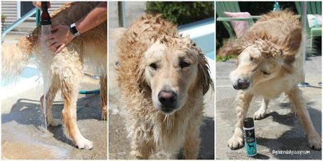 golden retriever shaking water off after bath