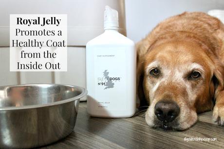 royal jelly supplement to help fight shedding dogs