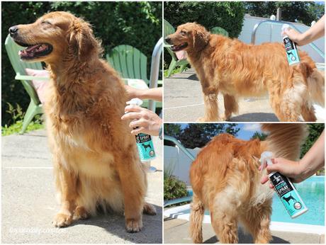 golden retriever getting brushed