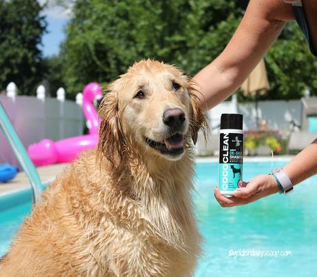 golden retriever getting a bath