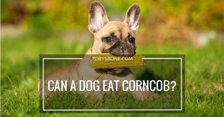 Can A Dog Eat Corncob?