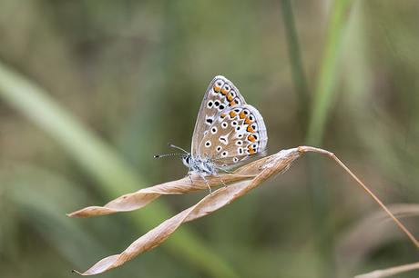 Common Blue