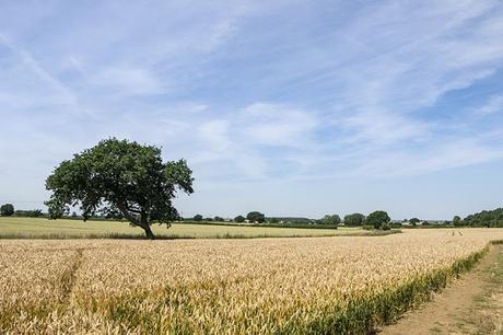 Wheat Fields