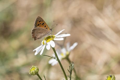 Small Copper