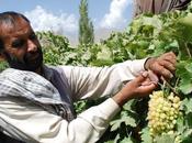 Improving Afghanistan’s Economy from Bottom