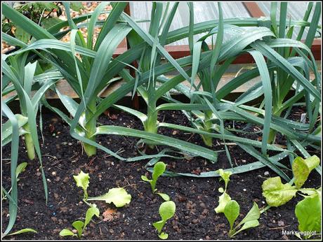 Another gardening washout