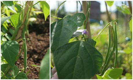 Climbing beans - www.growourown.blogspot.com ~ an ecotherapy blog