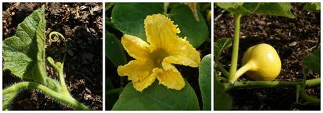 Squash details - www.growourown.blogspot.com ~ an ecotherapy blog 