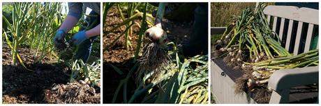 Lifting the garlic - www.growourown.blogspot.com ~ an ecotherapy blog