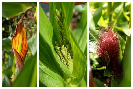 Sweetcorn details - www.growourown.blogspot.com ~ an ecotherapy blog 