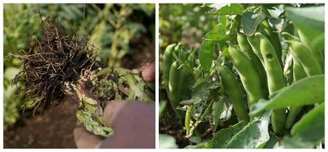 Broad beans - www.growourown.blogspot.com ~ an ecotherapy blog