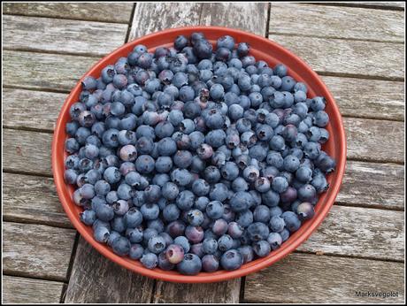 Picking Blueberries