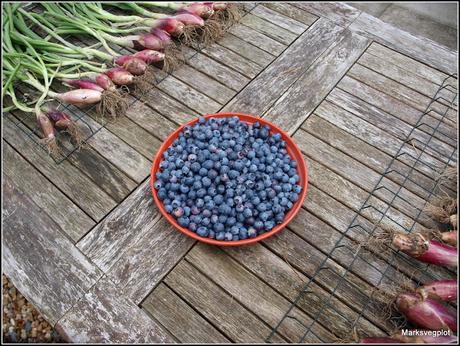 Picking Blueberries