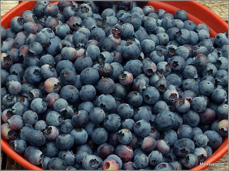 Picking Blueberries