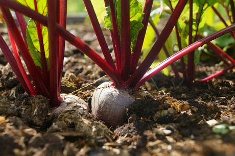 beetroot - www.growourown.blogspot.com ~ an ecotherapy blog 