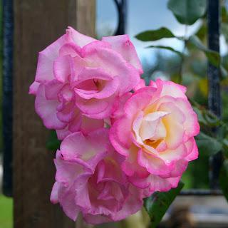 Pink climbing rose - www.growourown.blogspot.com ~ an ecotherapy blog