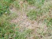 When Fertilize Your Florida Lawn