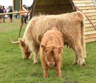 Stihl Timbersports and Countryfile Live