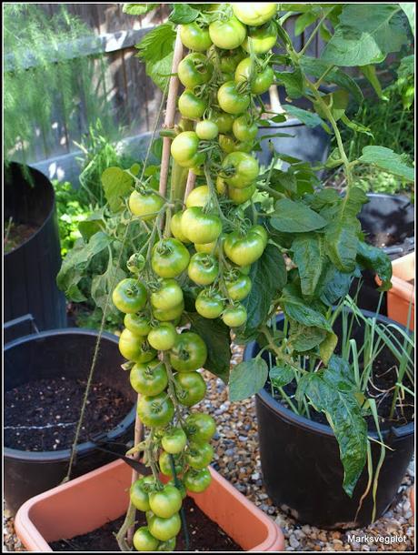 Harvesting tomatoes