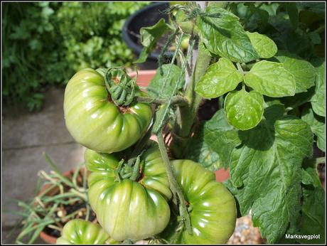 Harvesting tomatoes