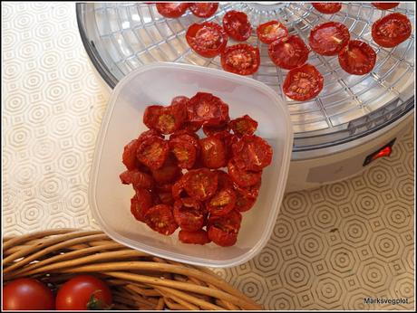 Harvesting tomatoes