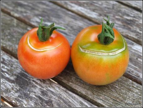 Harvesting tomatoes