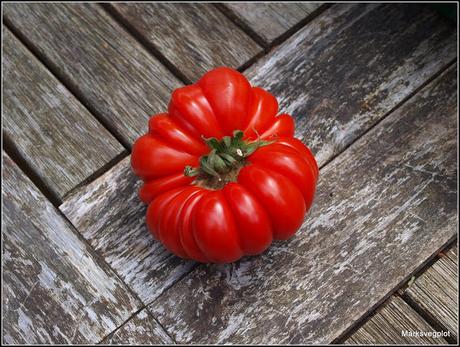 Harvesting tomatoes