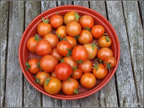 Harvesting tomatoes