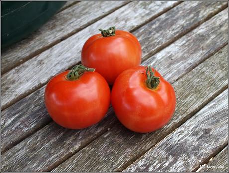 Harvesting tomatoes