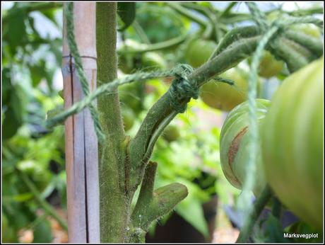 Harvesting tomatoes