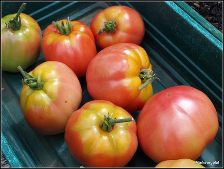 Harvesting tomatoes