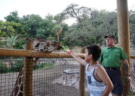 Breakfast with Giraffes at the San Antonio Zoo