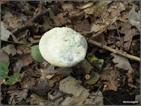 Further Fungi Foraging