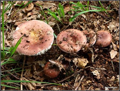 Further Fungi Foraging