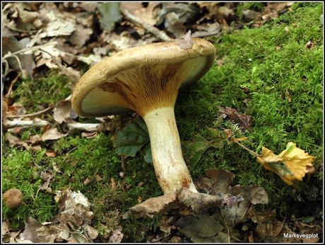 Further Fungi Foraging