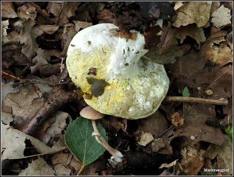 Further Fungi Foraging