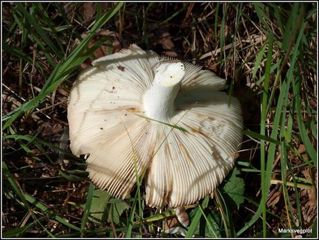 Further Fungi Foraging