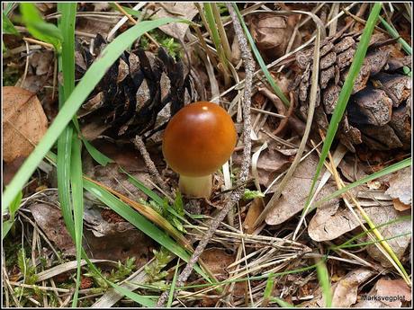 Further Fungi Foraging