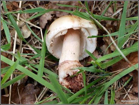 Further Fungi Foraging