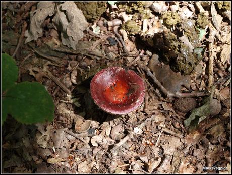 Further Fungi Foraging