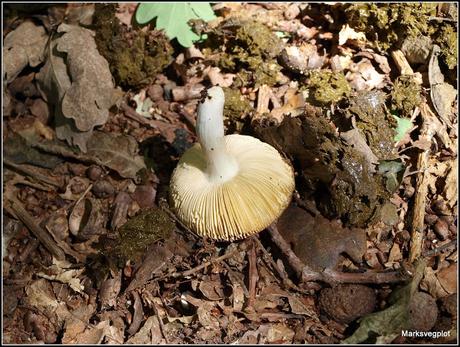 Further Fungi Foraging