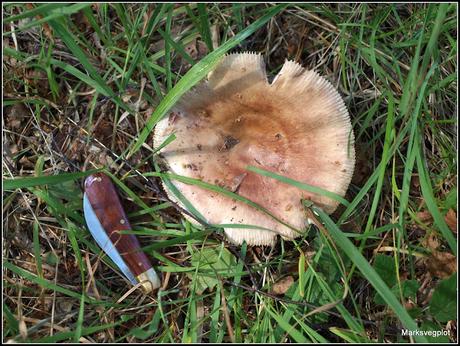 Further Fungi Foraging