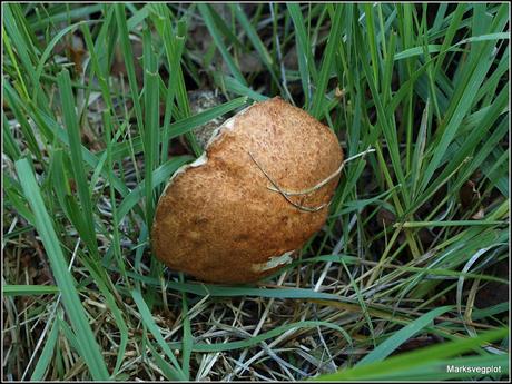 Further Fungi Foraging